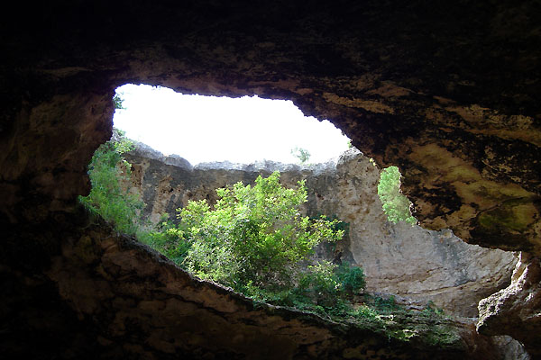 Cave Fern