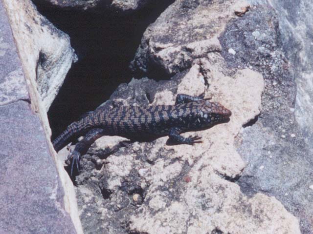 2001_aus_blue_mt_lizard