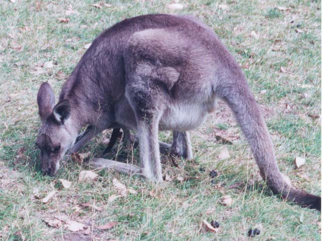 2001_aus_blue_mt_wild_kangaroo2