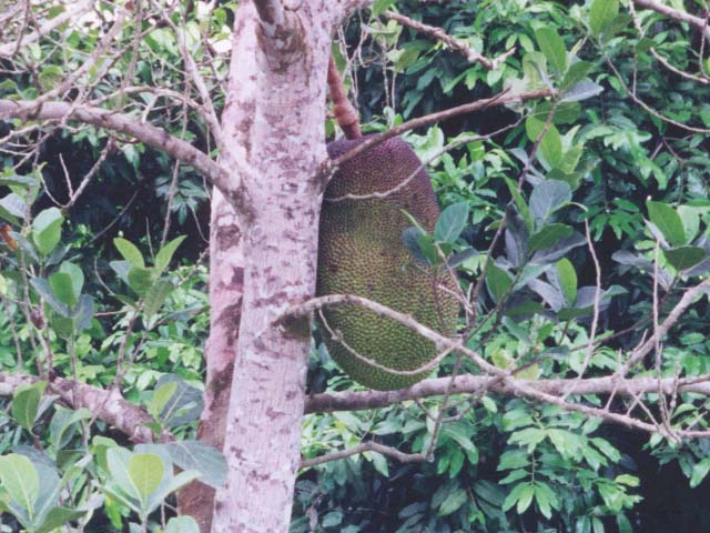 2001_aus_daintree_big_fruit