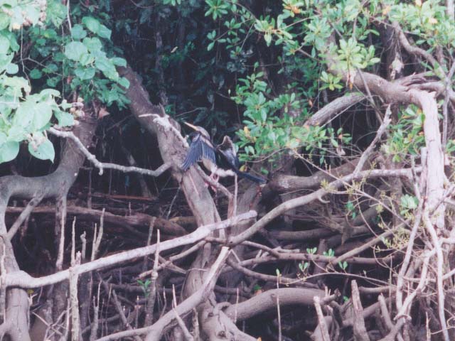 2001_aus_daintree_bird_2