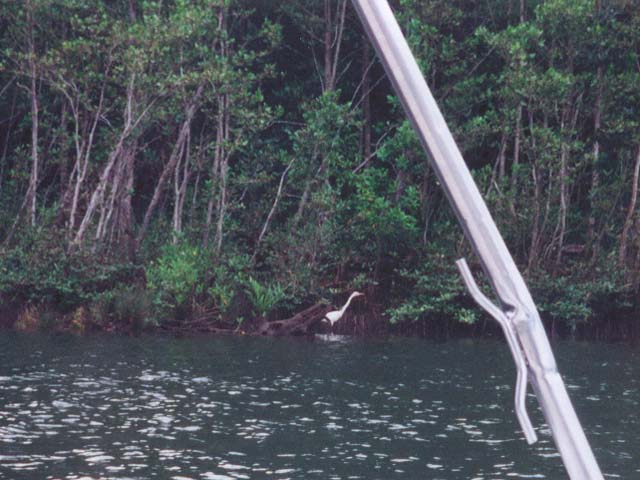 2001_aus_daintree_bird_3