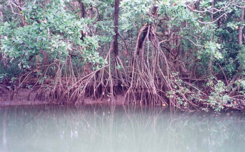 2001_aus_daintree_cool_roots