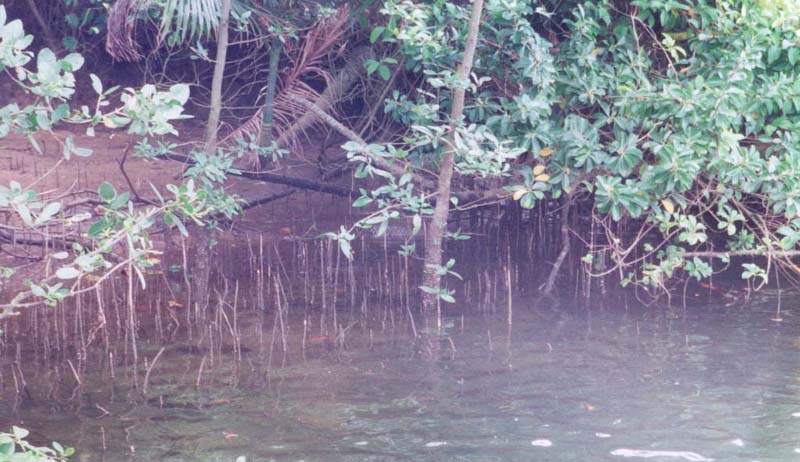 2001_aus_daintree_crocodile