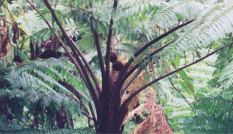 2001_aus_daintree_curling_fern