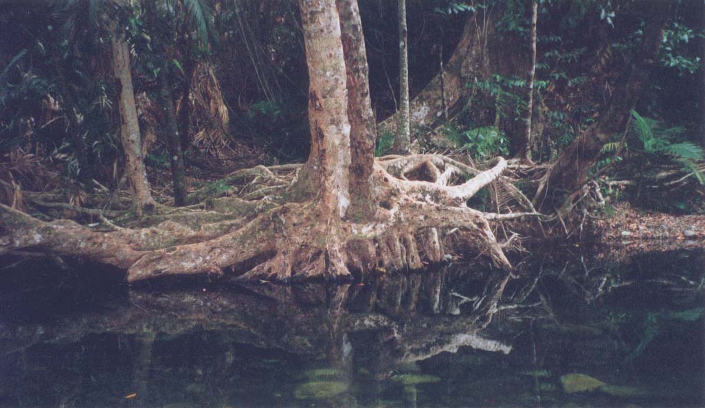 2001_aus_daintree_emmegen_roots