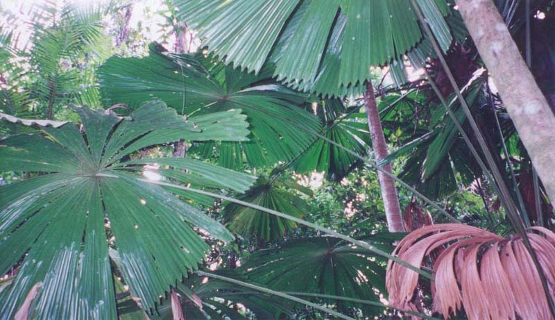 2001_aus_daintree_fan_fern