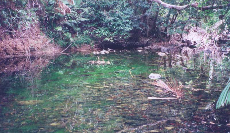 2001_aus_daintree_green_emmegen