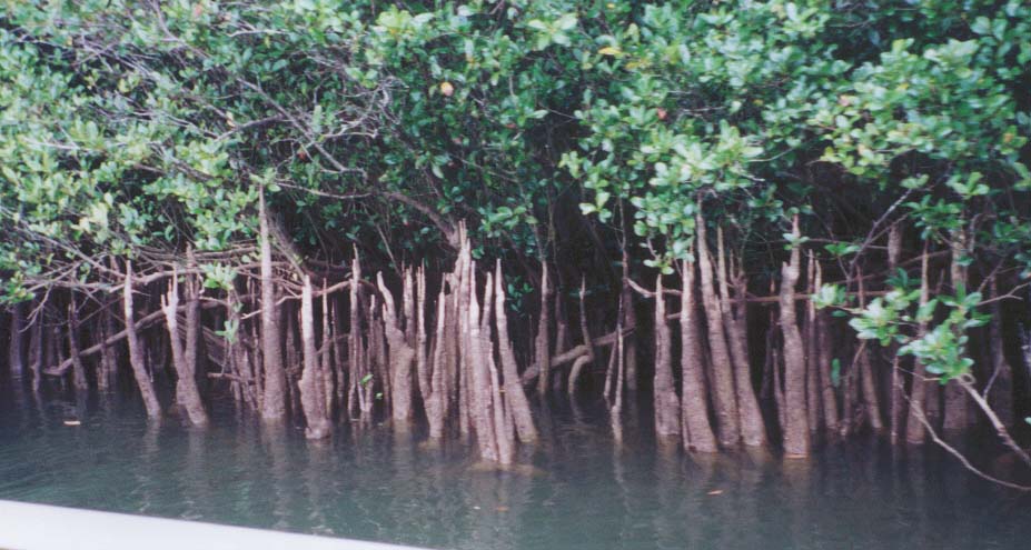 2001_aus_daintree_mangrove