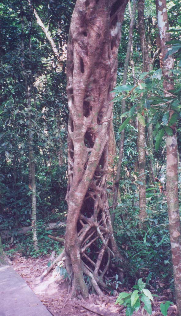 2001_aus_daintree_parasite_tree