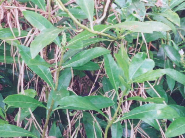 2001_aus_daintree_snake