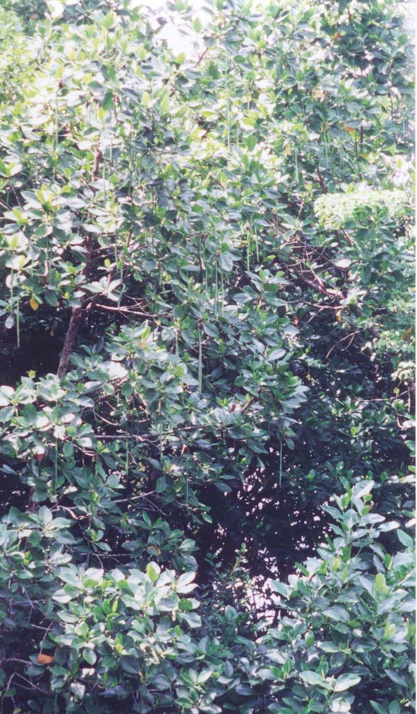 2001_aus_daintree_tree_w_hangy_stuff