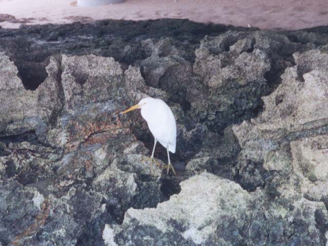 2001_aus_green_isl_bird_coral