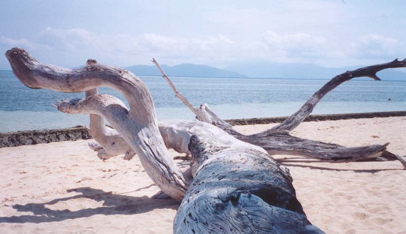 2001_aus_green_isl_eucalyptus_view