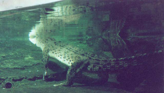 2001_aus_sydney_aquarium_crocodile