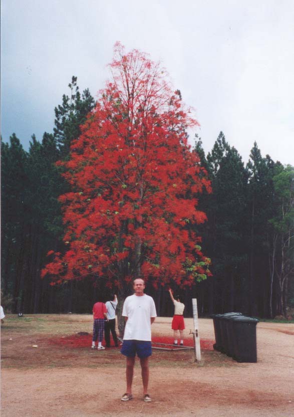 2001_aus_tone_tree