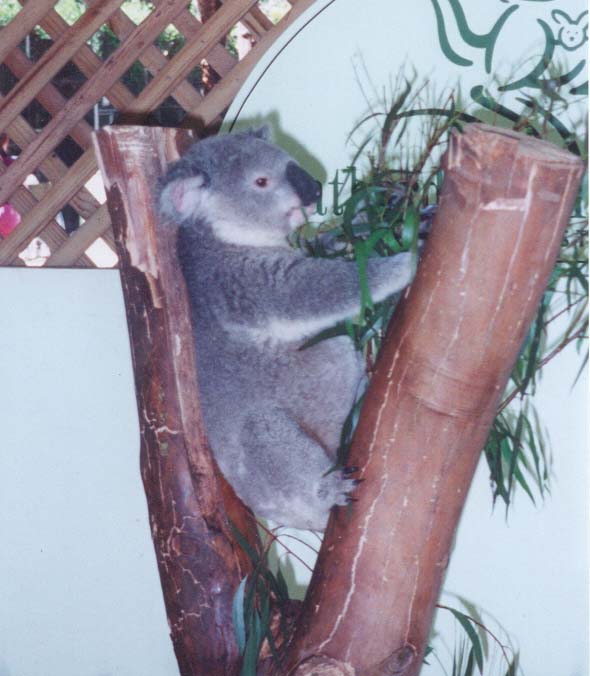 2001_aus_zoo_koala