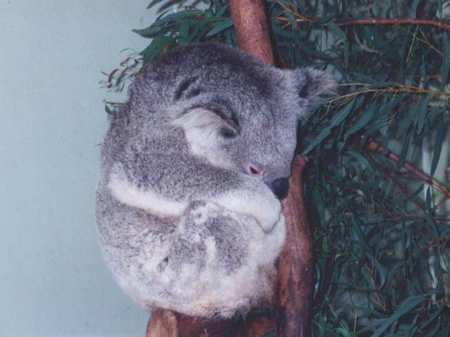 2001_aus_zoo_koala_snooze