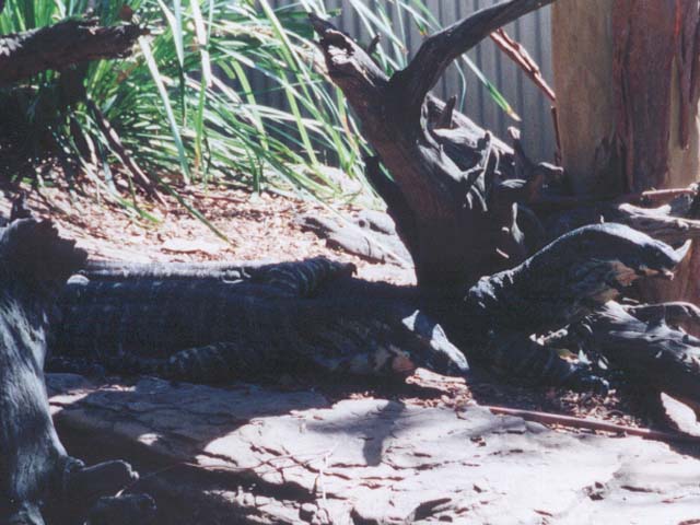 2001_aus_zoo_lizard_things