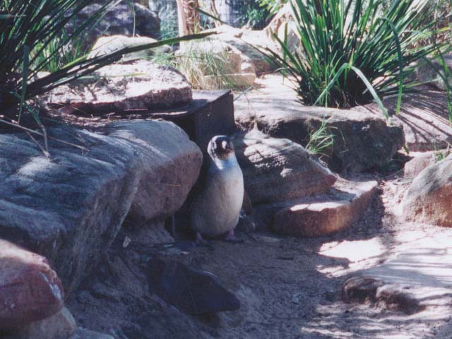 2001_aus_zoo_penguin