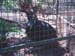 2001_aus_zoo_caged_emu