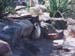 2001_aus_zoo_penguin